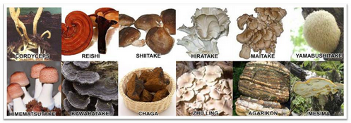 aimglobalproducts-healing-mushrooms